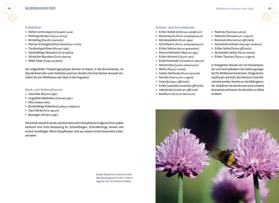 Beispielinhalt (Bild) Wildbienen in der Stadt