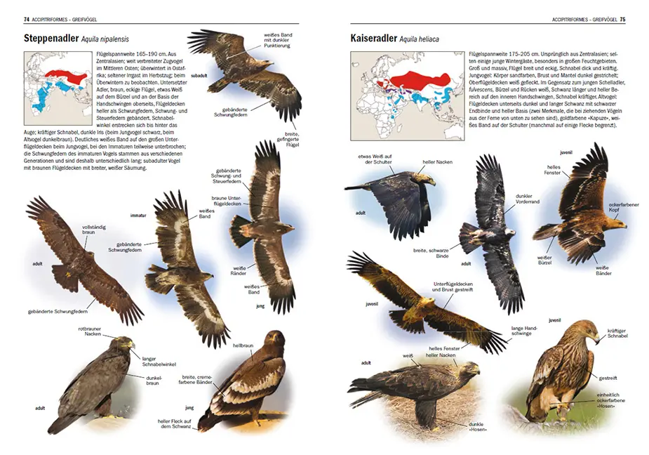 Beispielinhalt (Bild) Irrgäste