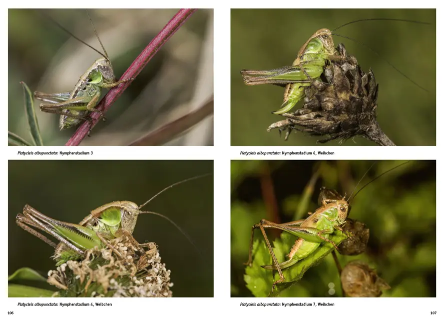 Beispielinhalt (Bild) Jugendstadien der Heuschrecken der Schweiz