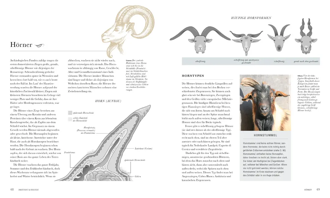 Beispielinhalt (Bild) Die Ziege