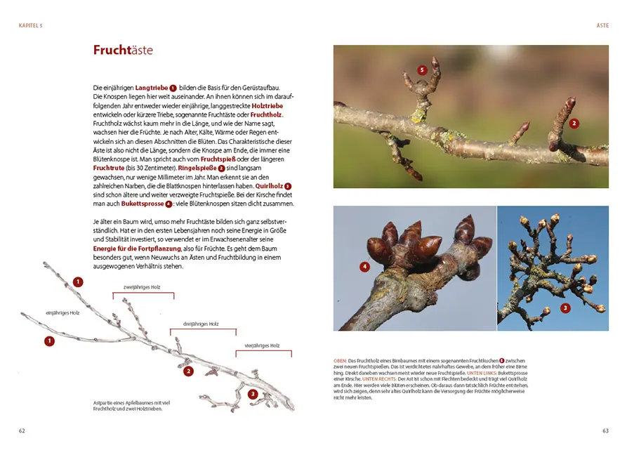 Beispielinhalt (Bild) Obstbäume verstehen