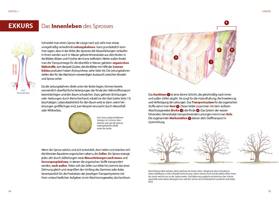 Beispielinhalt (Bild) Obstbäume verstehen