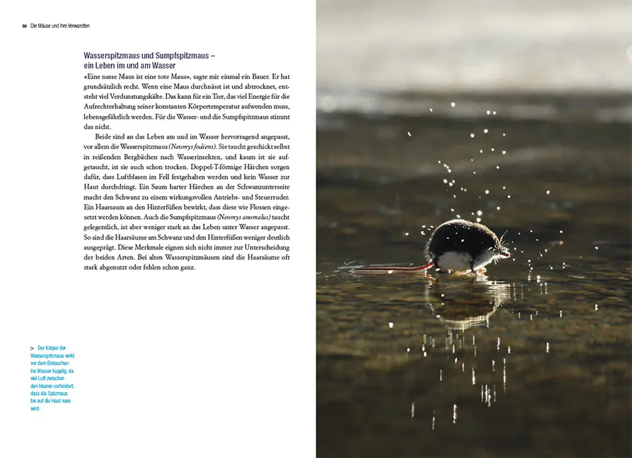 Beispielinhalt (Bild) Die Mäuse und ihre Verwandten