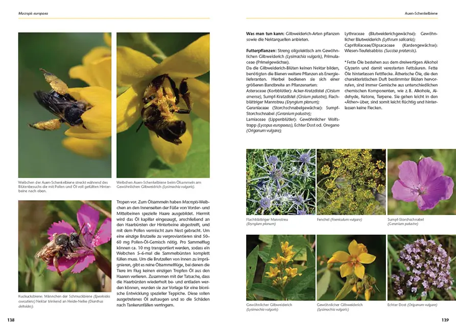 Beispielinhalt (Bild) Wildbienen artgerecht unterstützen