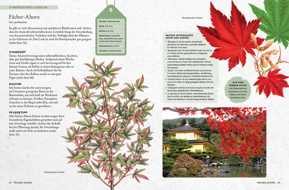 Beispielinhalt (Bild) Gartenbäume