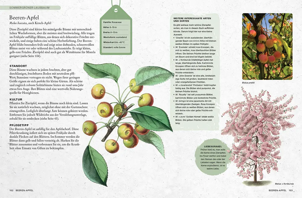 Beispielinhalt (Bild) Gartenbäume