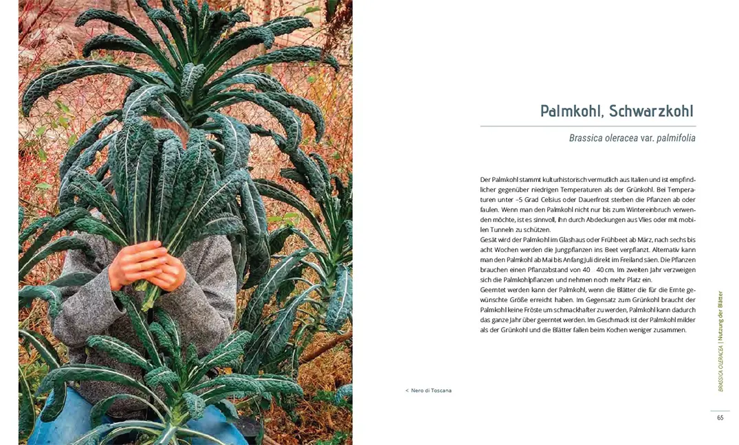 Beispielinhalt (Bild) Lust auf Kohl