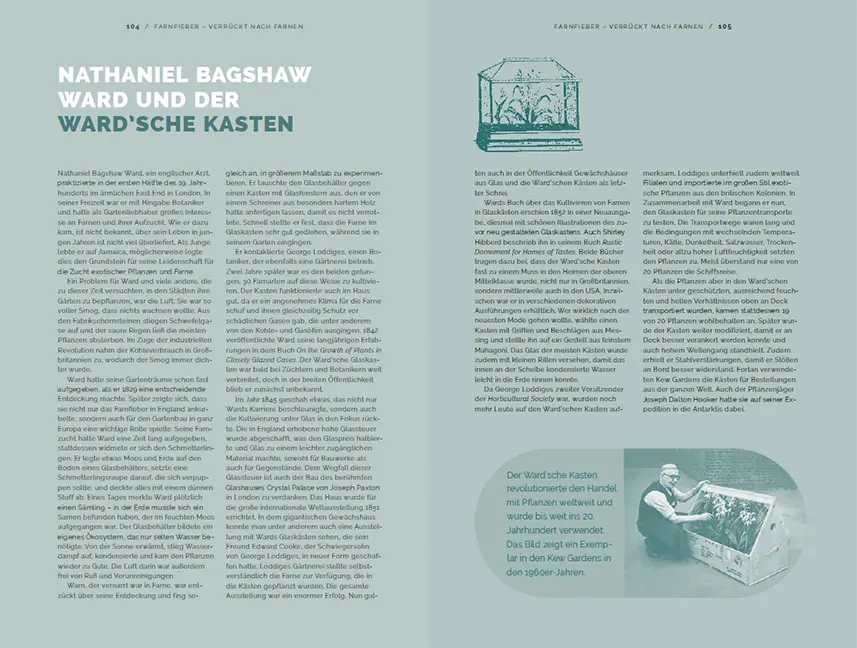 Beispielinhalt (Bild) Farne