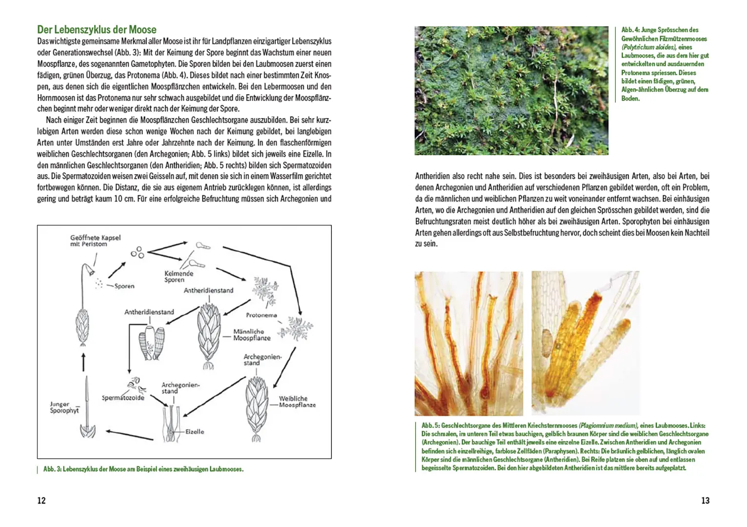 Beispielinhalt (Bild) Moose der Schweiz