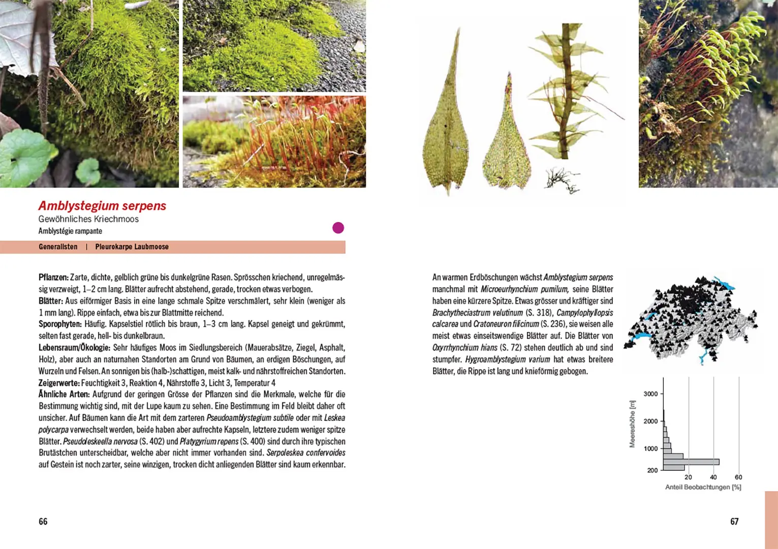 Beispielinhalt (Bild) Moose der Schweiz