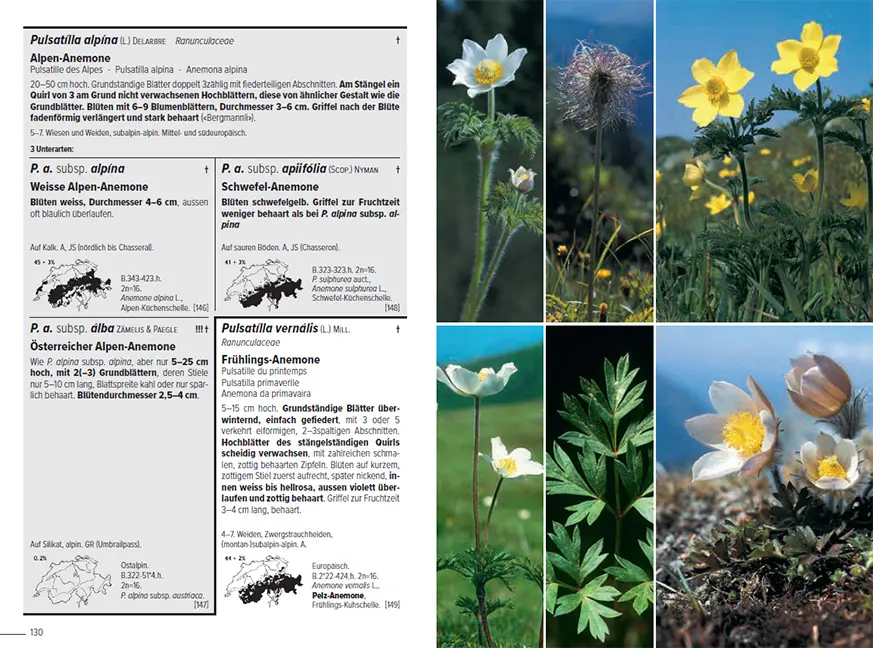 Beispielinhalt (Bild) Flora Helvetica - Illustrierte Flora der Schweiz