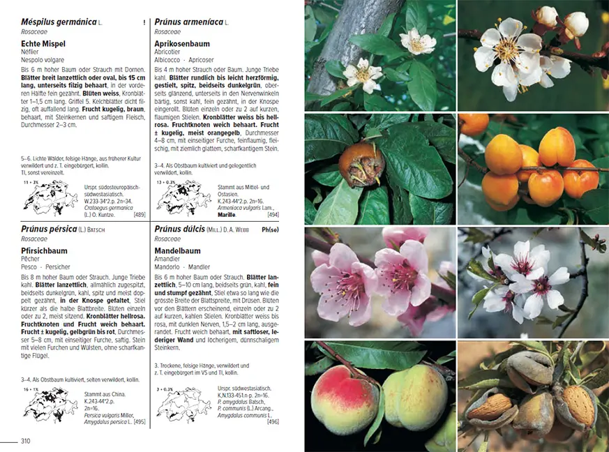 Beispielinhalt (Bild) Flora Helvetica - Illustrierte Flora der Schweiz