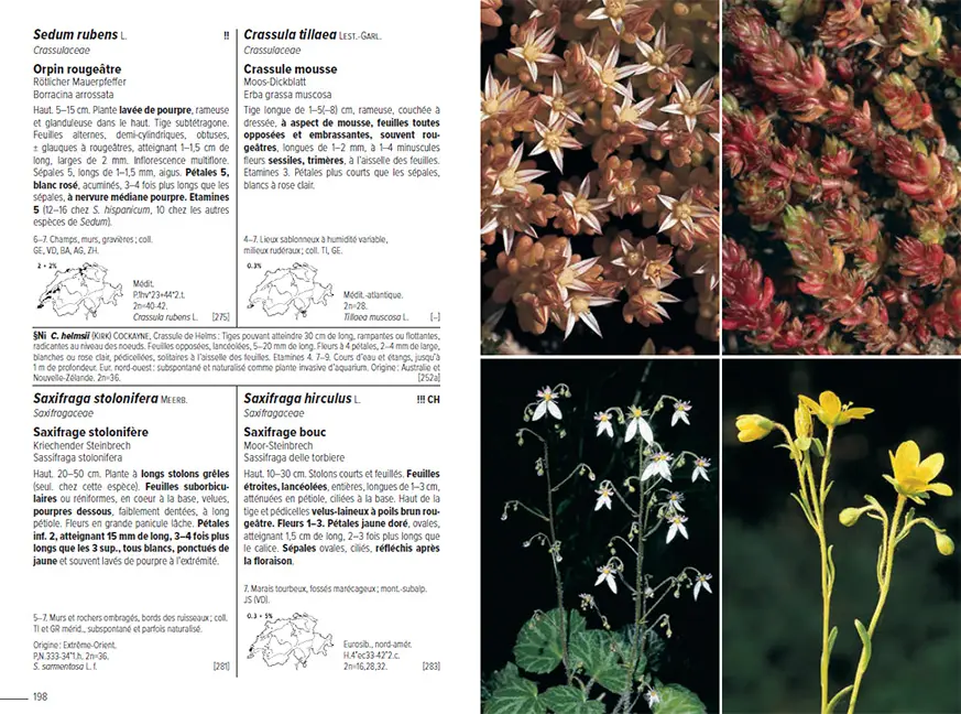 Beispielinhalt (Bild) Flora Helvetica - Flore illustrée de Suisse