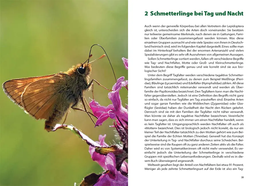 Beispielinhalt (Bild) Schmetterlingswissen