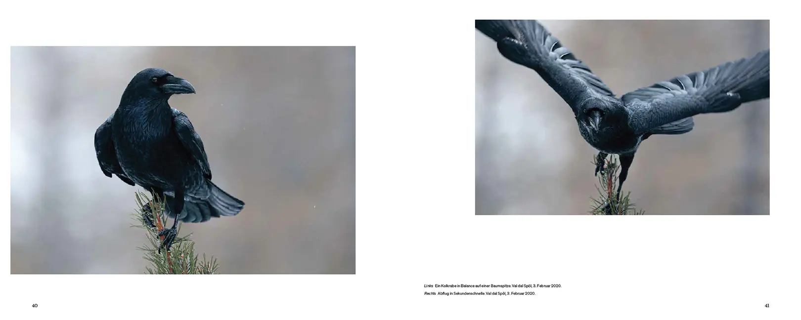 Beispielinhalt (Bild) Der Kolkrabe – Totenvogel, Götterbote, tierisches Genie