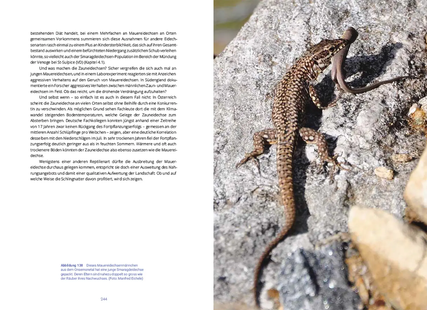 Beispielinhalt (Bild) Reptilien in der Schweiz