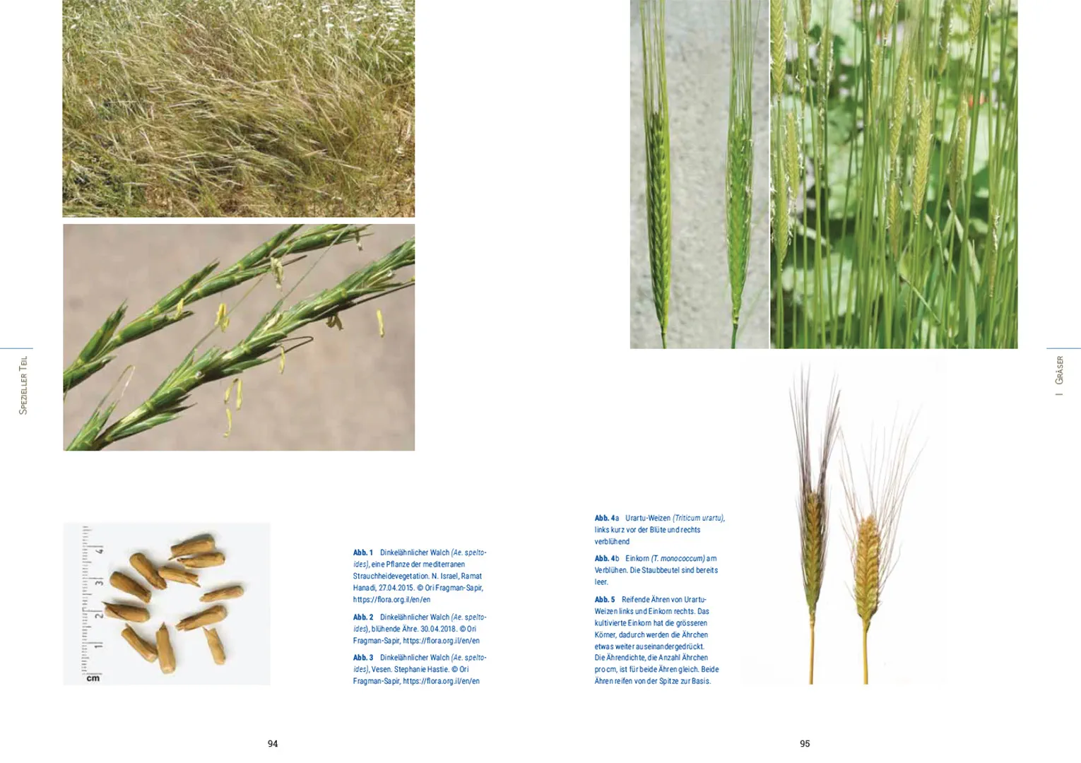 Beispielinhalt (Bild) Kulturpflanzen der Schweiz