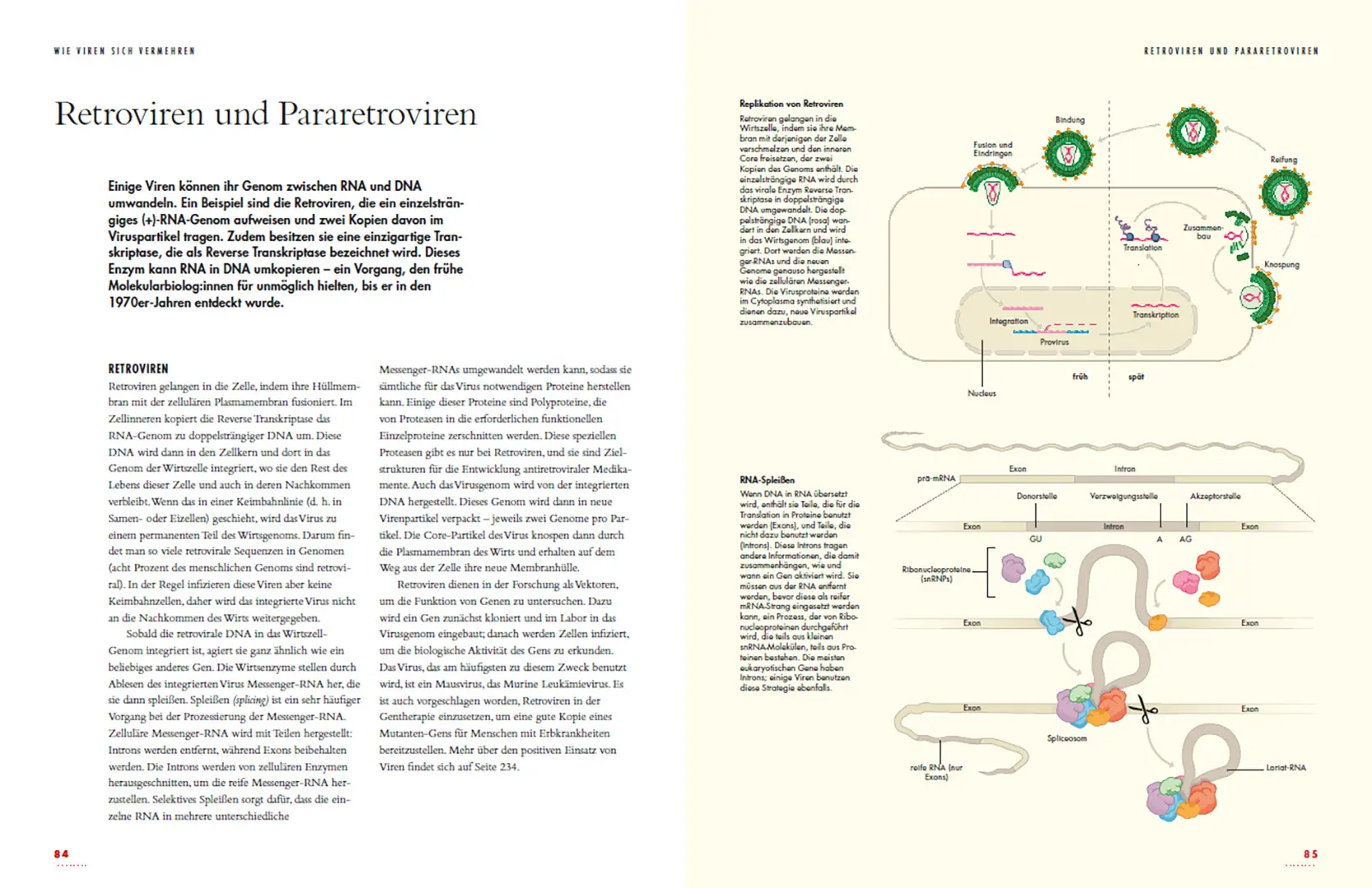 Beispielinhalt (Bild) Viren