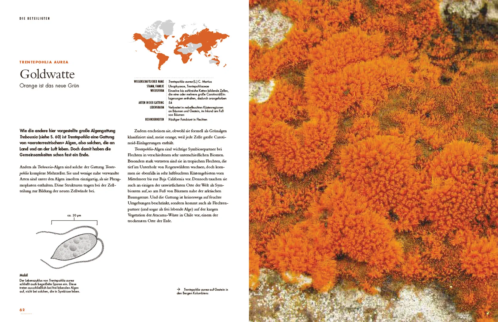 Beispielinhalt (Bild) Flechten