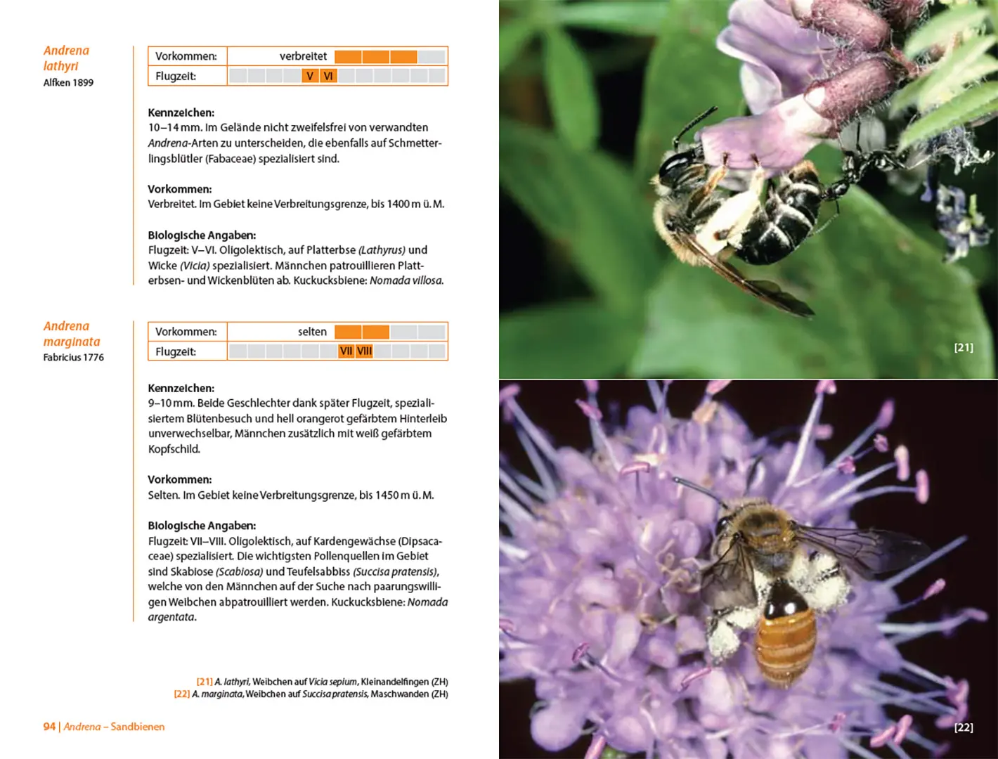 Beispielinhalt (Bild) Bienen Mitteleuropas