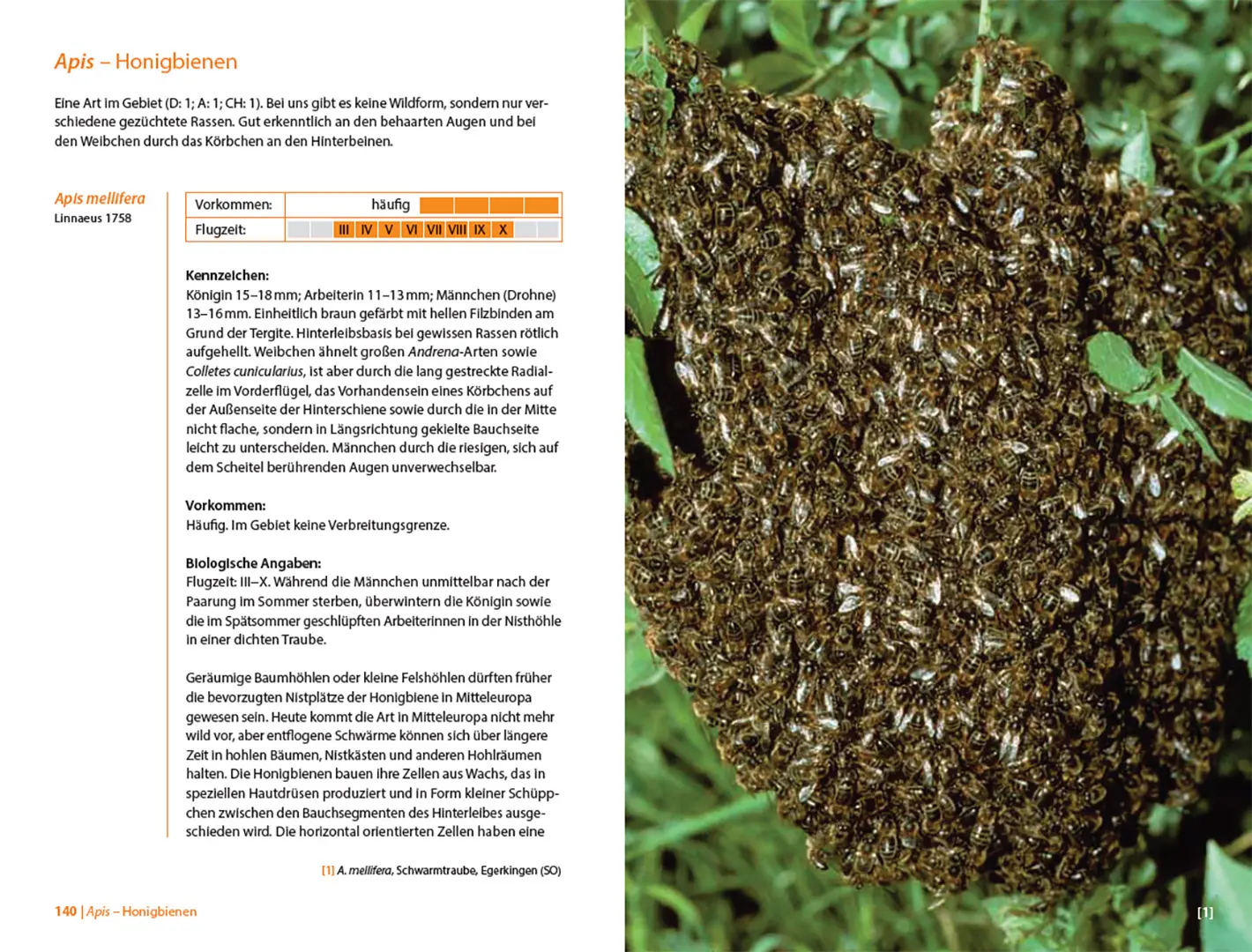 Beispielinhalt (Bild) Bienen Mitteleuropas