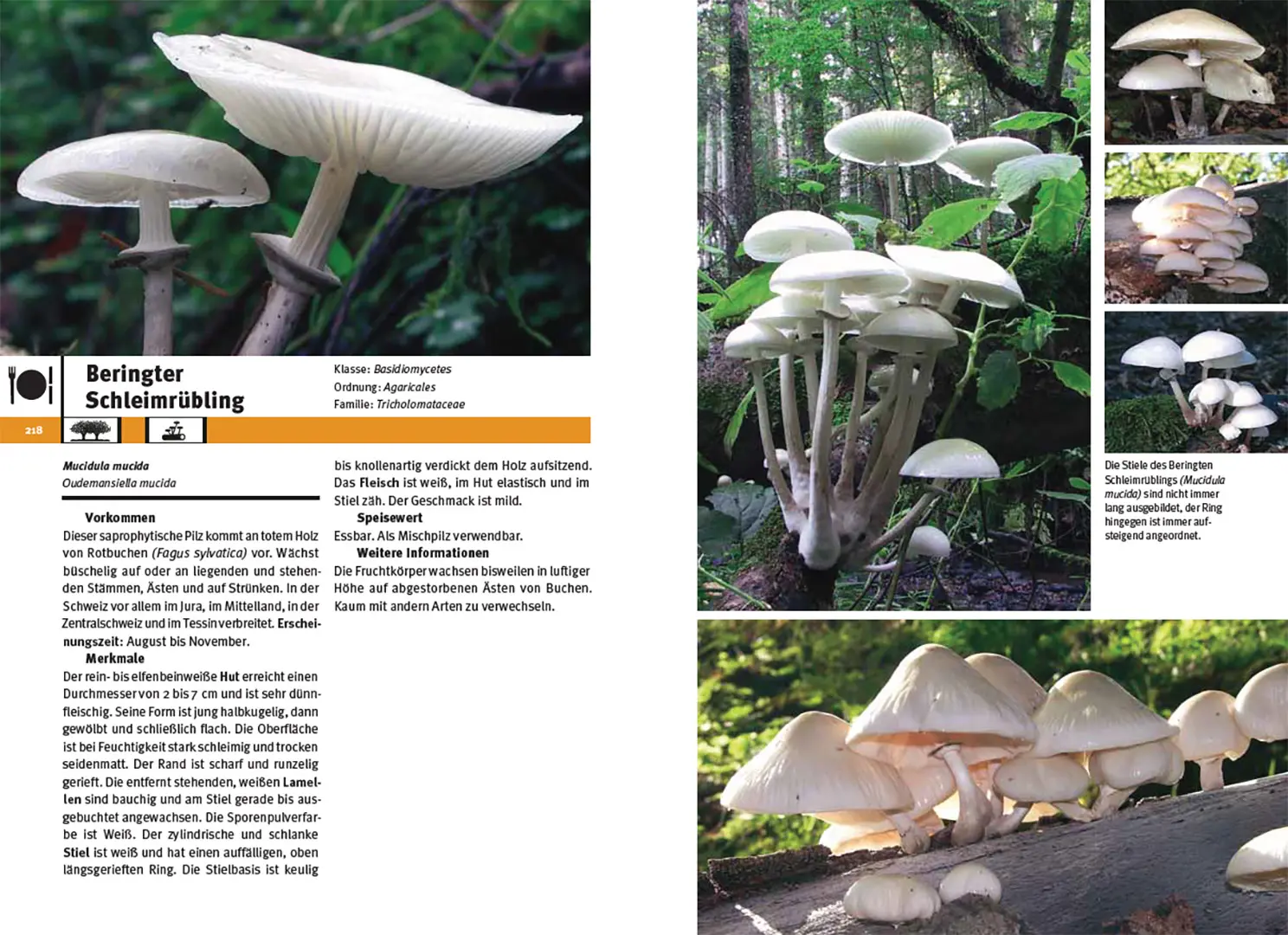 Beispielinhalt (Bild) Pilzführer Schweiz