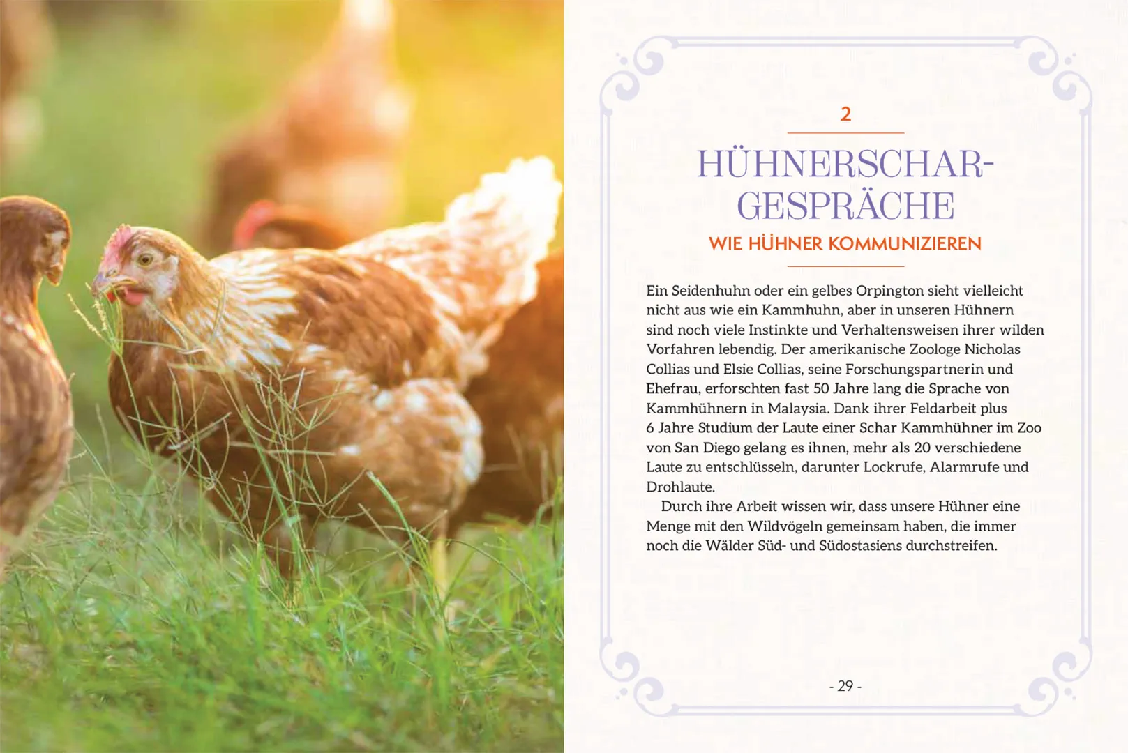Beispielinhalt (Bild) How to Read a Chicken's Mind