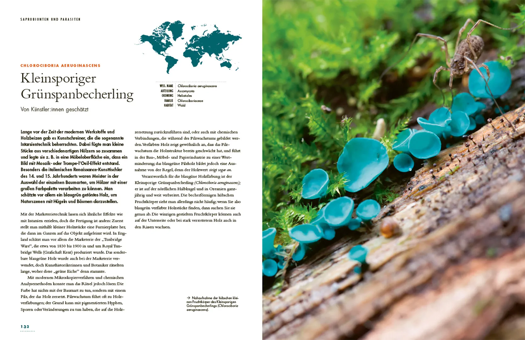 Beispielinhalt (Bild) Pilze