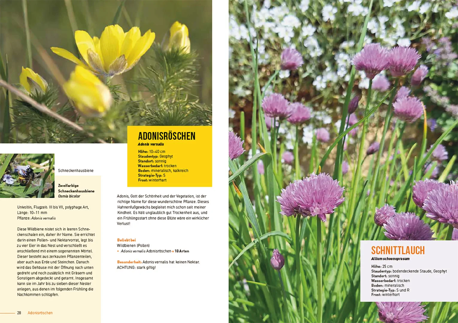 Beispielinhalt (Bild) Klimastarke Stauden