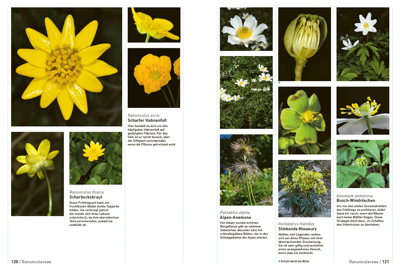 Beispielinhalt (Bild) Botanische Grundkenntnisse auf einen Blick