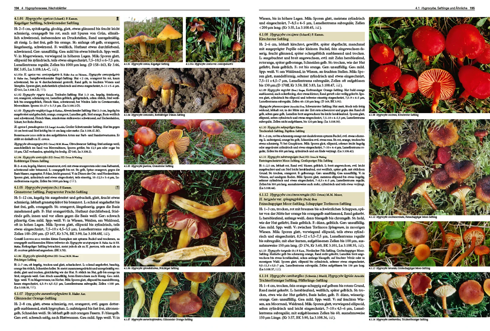 Beispielinhalt (Bild) Pilze Mitteleuropas