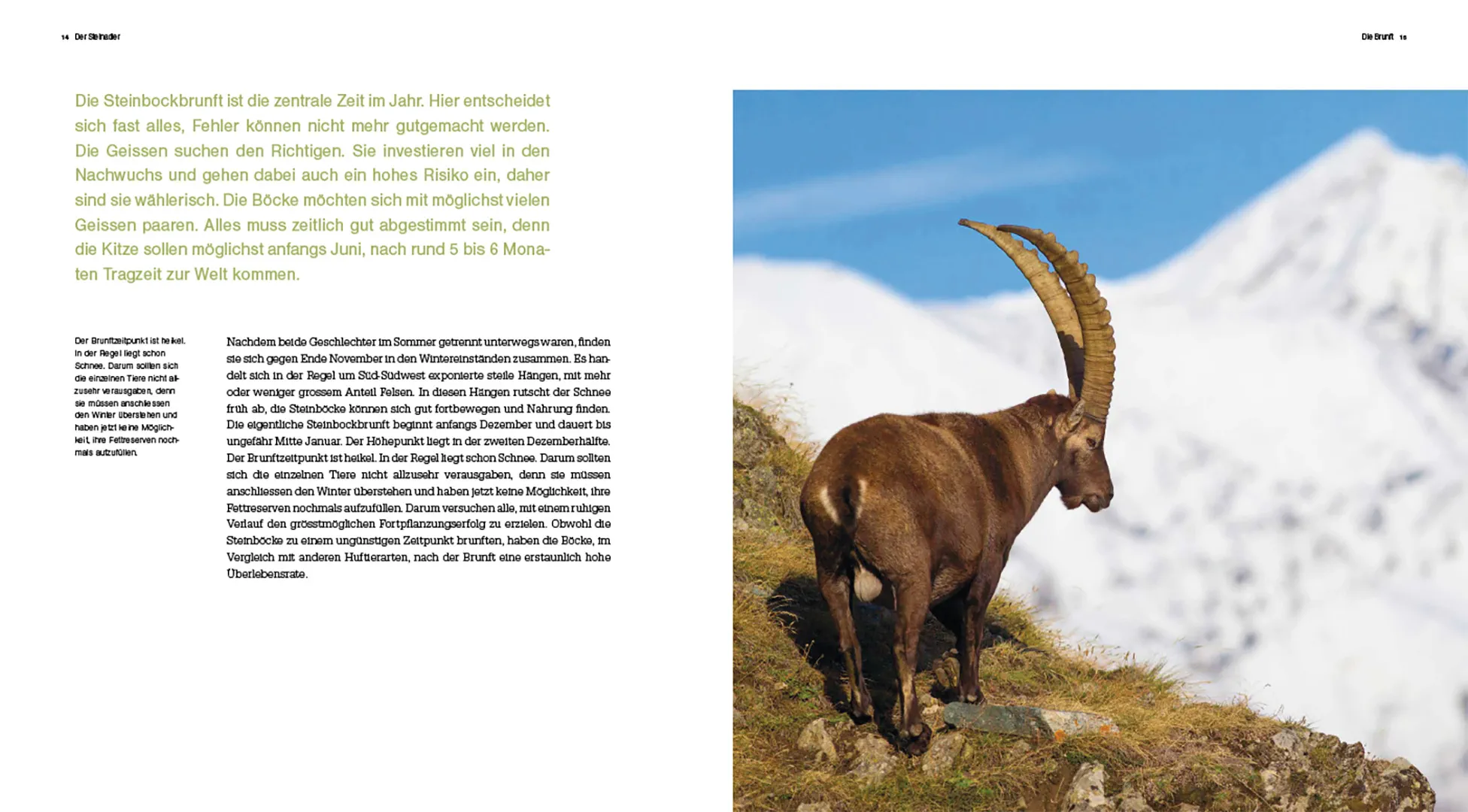 Beispielinhalt (Bild) Der Steinbock