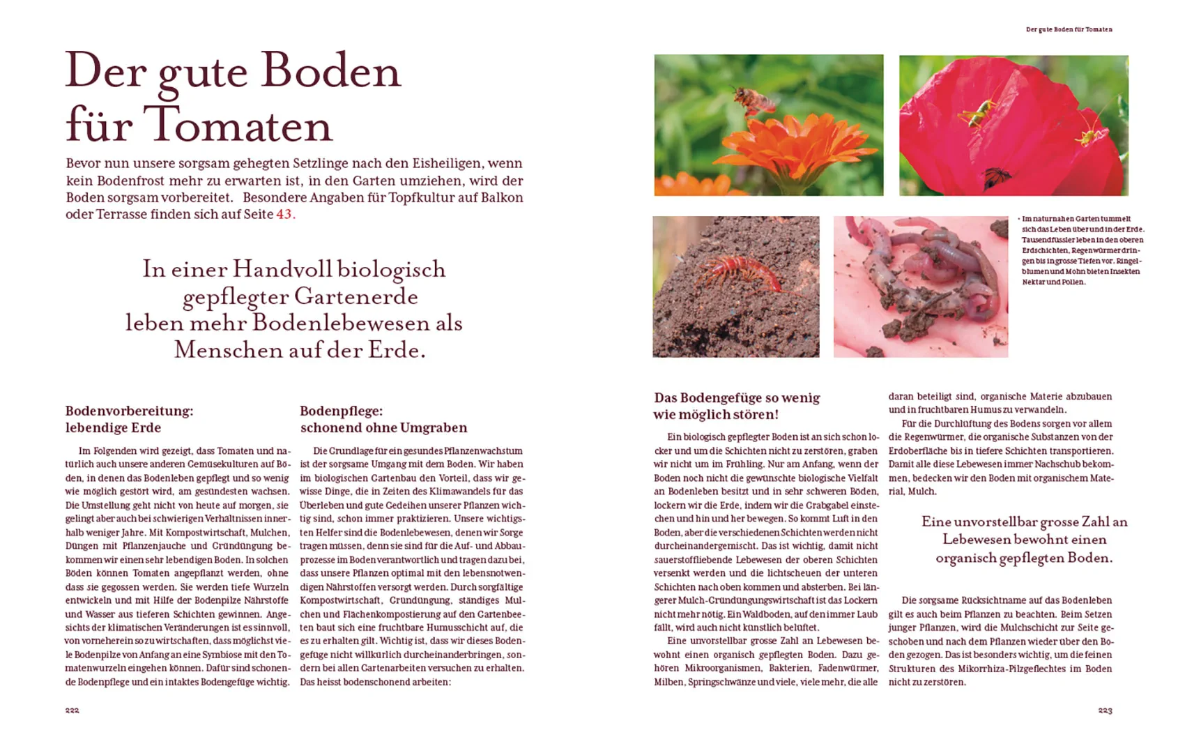 Beispielinhalt (Bild) Tomatenglück