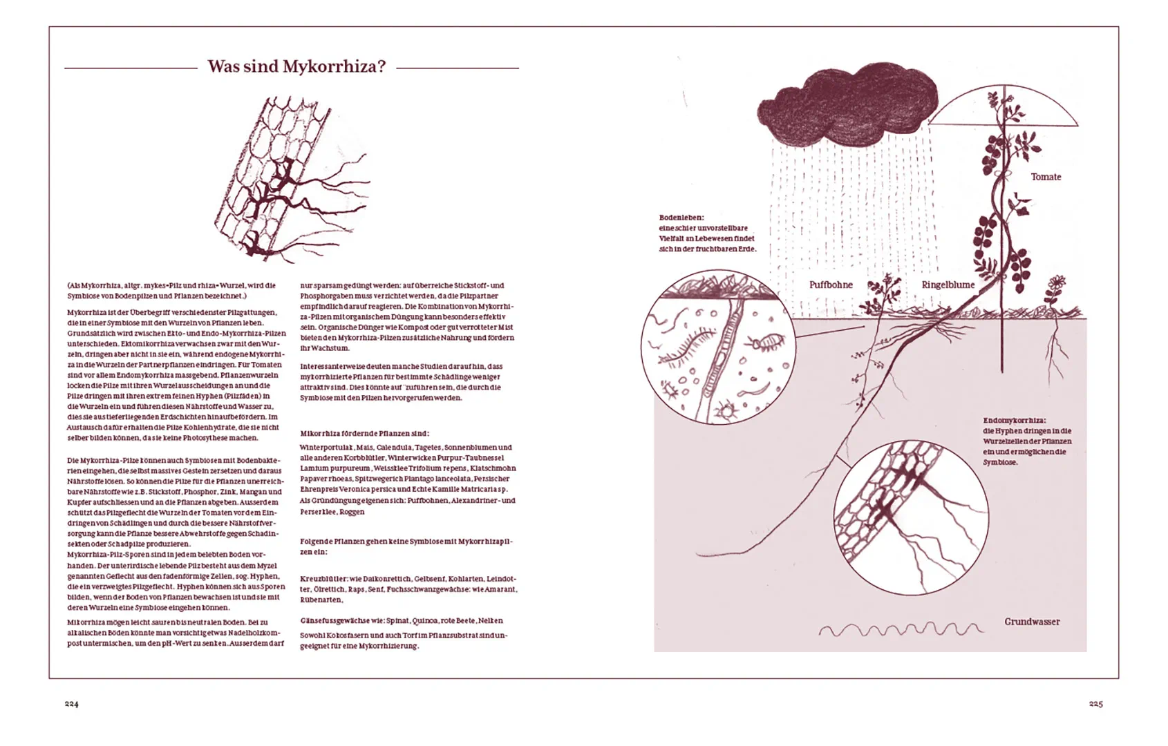 Beispielinhalt (Bild) Tomatenglück
