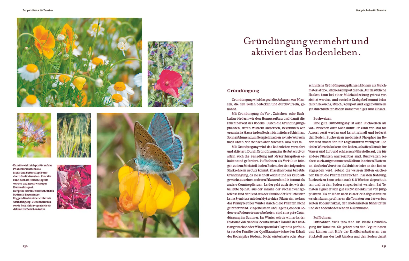 Beispielinhalt (Bild) Tomatenglück