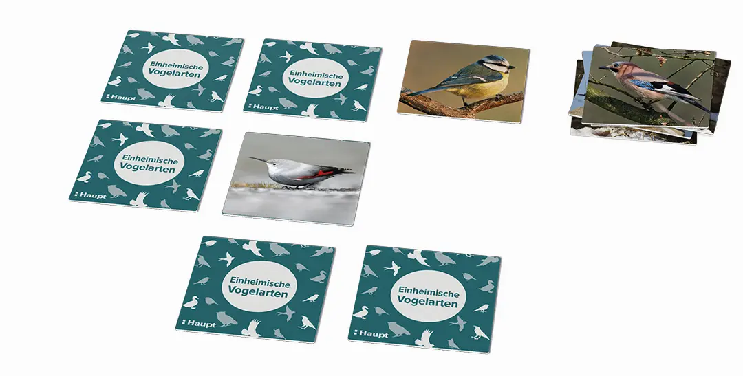 Beispielinhalt (Bild) Einheimische Vogelarten – das Memo-Spiel
