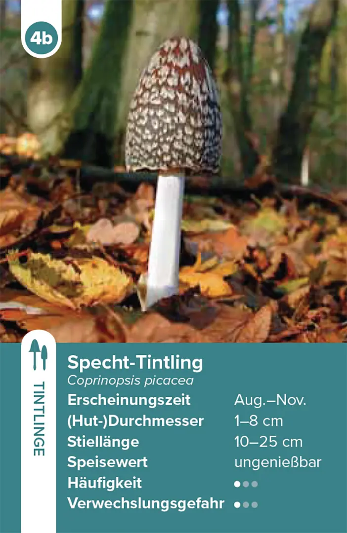 Beispielinhalt (Bild) Einheimische Pilze – das Quartett-Spiel