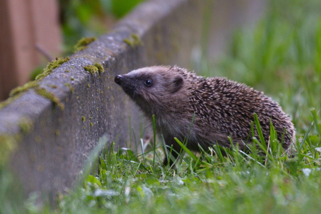 Der Igel: Nachbar und Wildtier