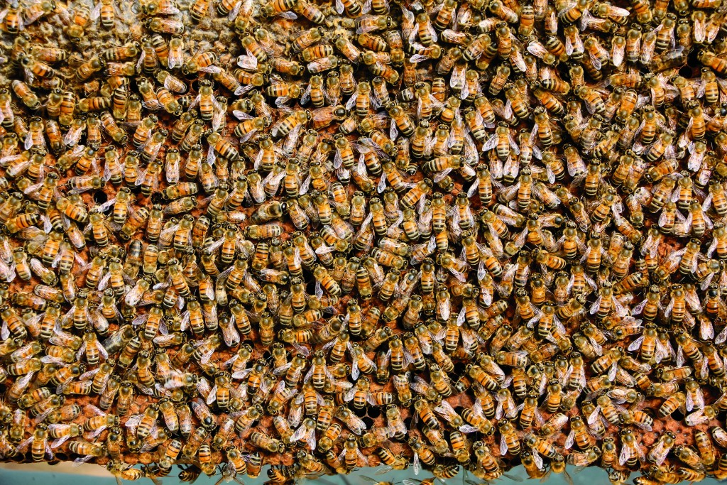 Faszination Bienenkönigin