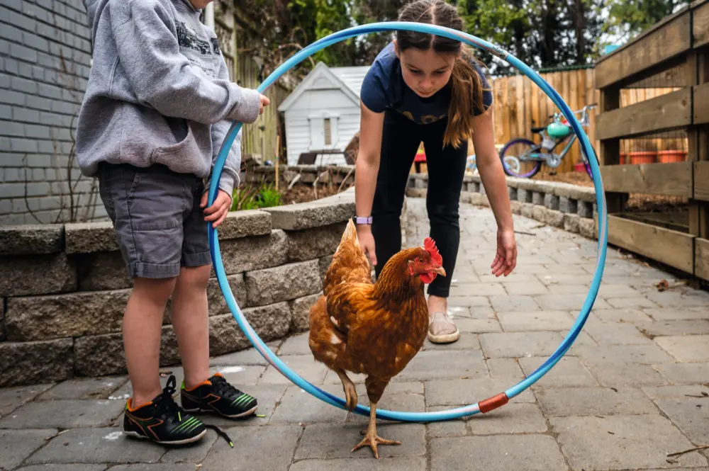 087_Caughey_Chicken_9783258084503_(c)Cavan Images_Getty Images