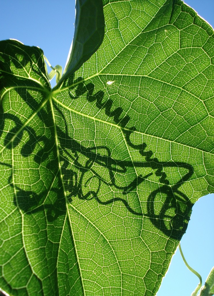 Zukunftsfähige Gärten mit klimarobusten Pflanzen: Gärtnern im Klimawandel