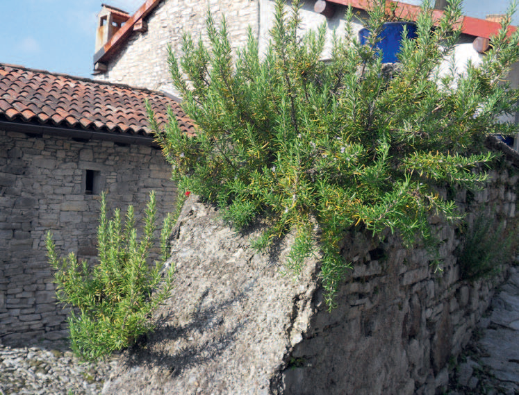 HauptAutor Richard Wymann: Gärtnern mit Sonne, Wind und Wetter