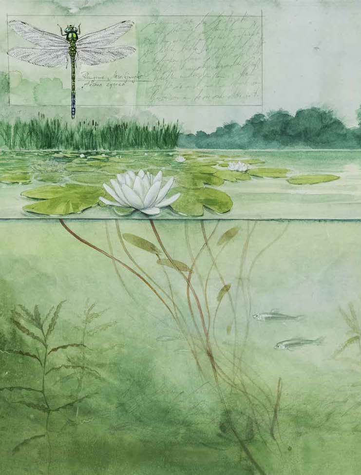 Miteinander: Eine Reise durch heimische Biotope