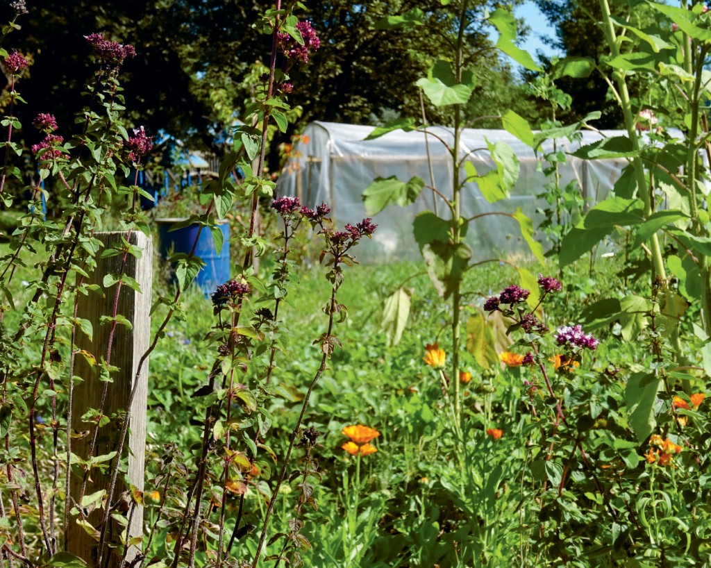 «Permakultur» im Gemeinschaftsgarten