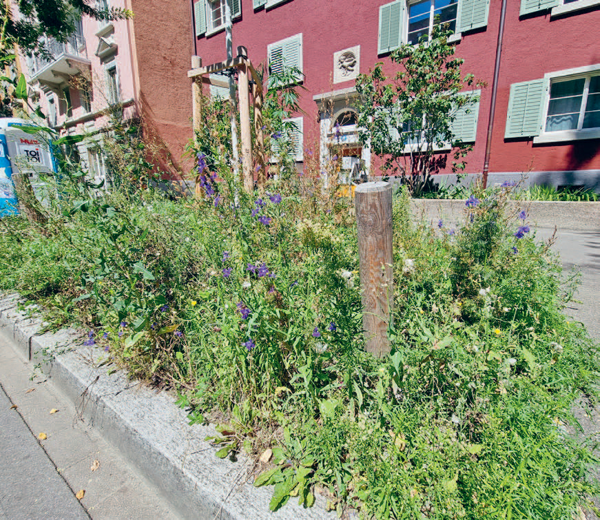 Praxishandbuch Stadtnatur: Flora und Fauna mit einfachen Maßnahmen fördern