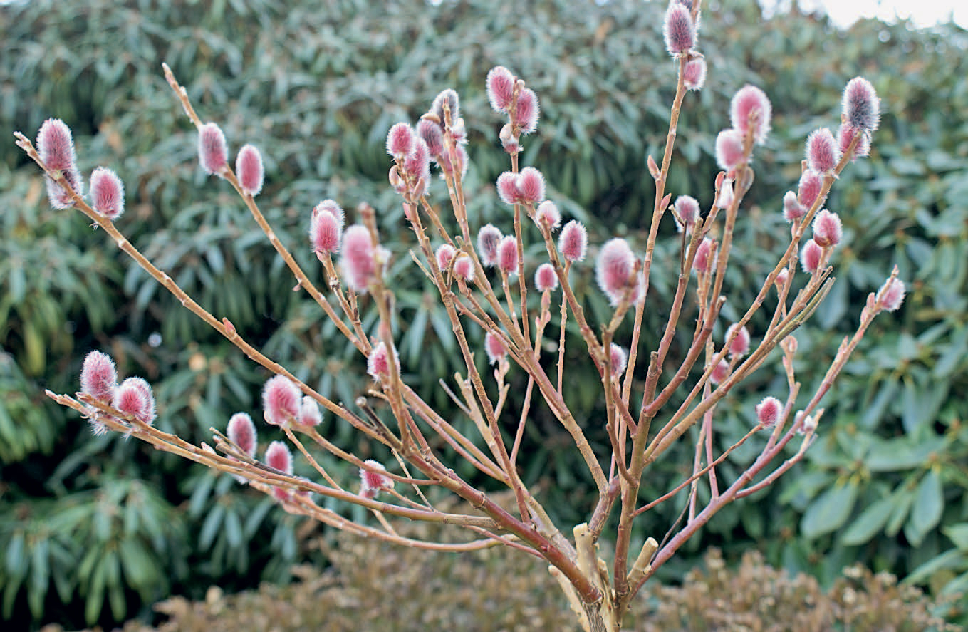 Gartenschätze: 4 Pflanzen im Porträt