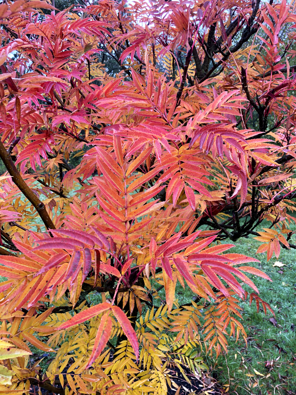 Gartenbäume: Zwei Projekte für Zuhause