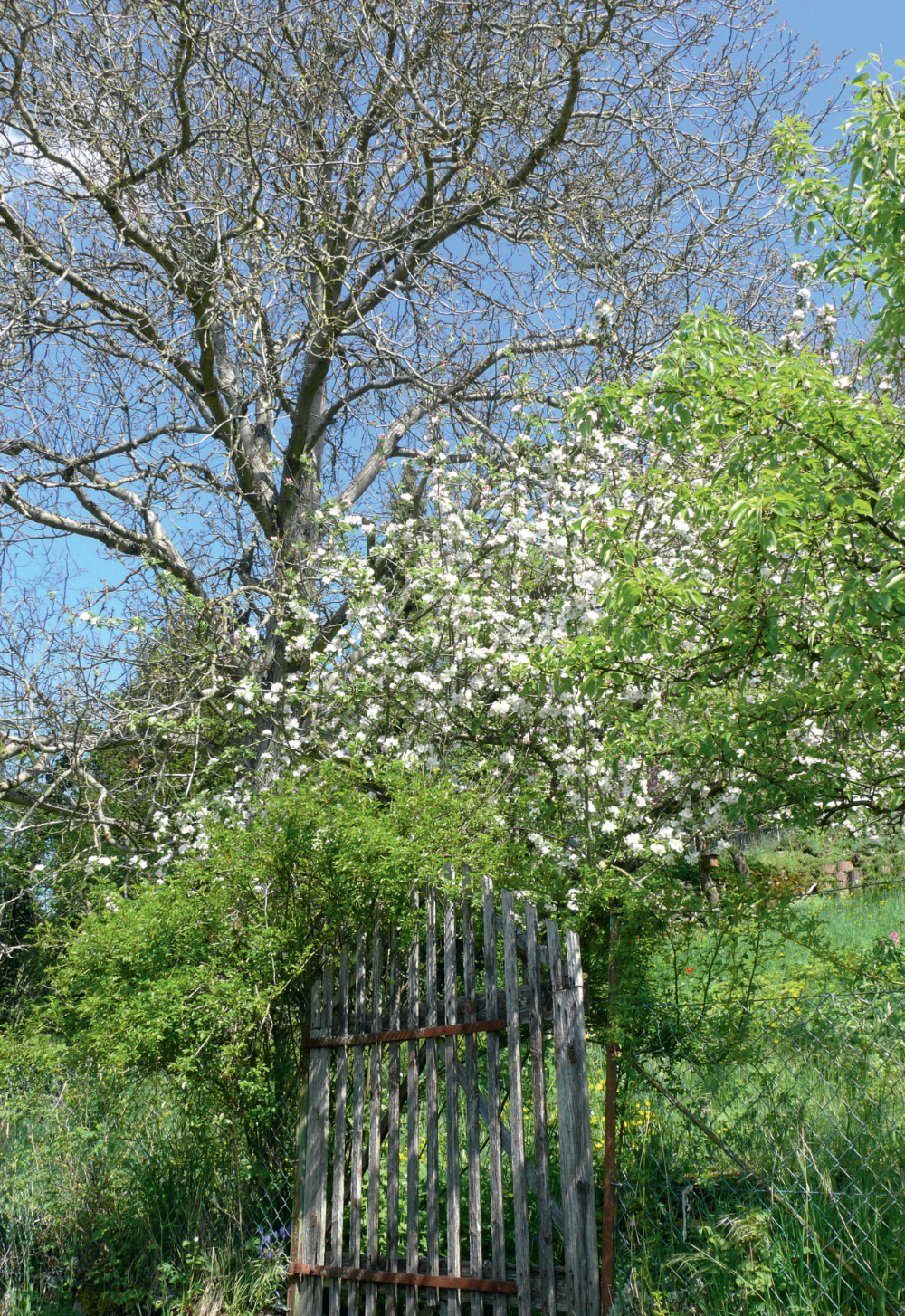 Mein Gartenbaum: Mit Bäumen und Sträuchern dem Klimawandel trotzen