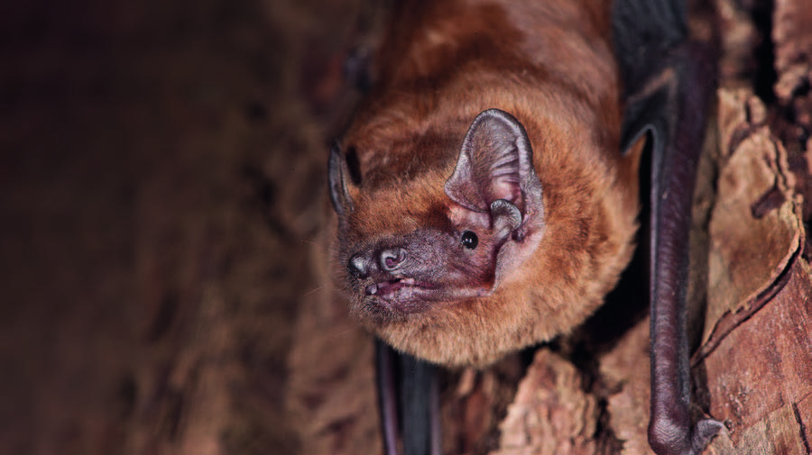 HauptAutoren Elias Bader und Hubert Krättli: Fledermausschutz