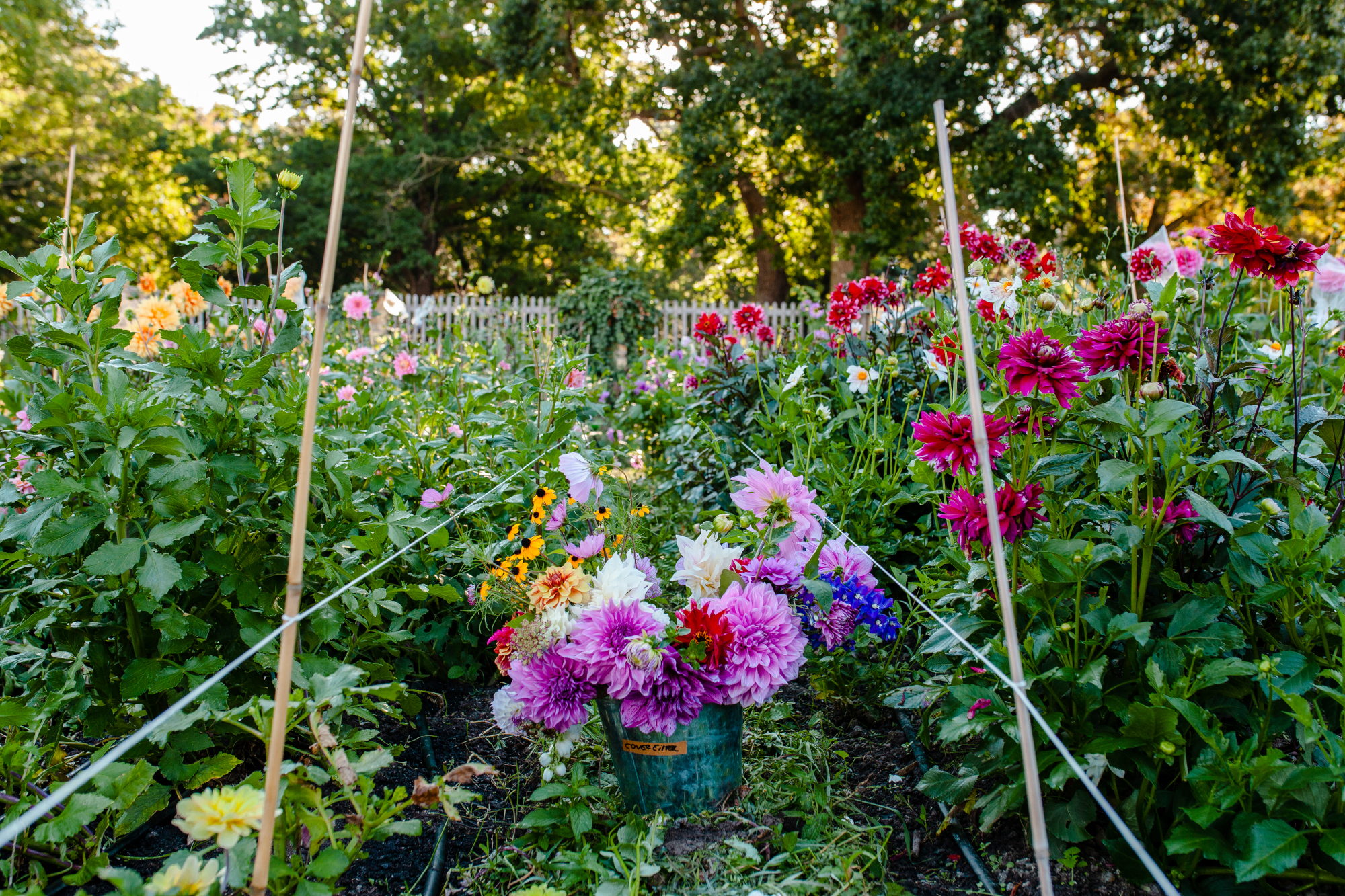 Slowflower-Bewegung: Garten-Tipps und -Tricks der Pionier:innen